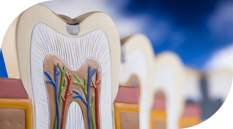 L’endodontie